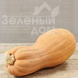 Семена тыквы Виолина / Violina купить оптом и в розницу в Украине по выгодной цене