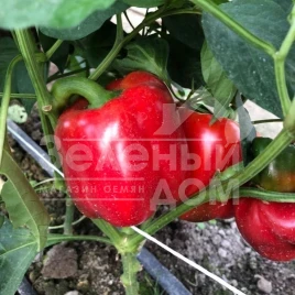 Семена сладкого перца Том F1 / Tom F1,60 дней купить оптом и в розницу в Украине по выгодной цене