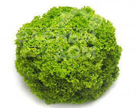 Насіння салату Локарно / Locarno купити оптом і в роздріб в Україні за вигідною ціною