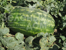 Насіння кавуна Експлорер F1 / Eksplorer F1,62-65 днів купити оптом і в роздріб в Україні за вигідною ціною