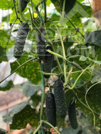 Насіння огірків 152-175 F1 / 152-175 F1,40-45 днів купити оптом і в роздріб в Україні за вигідною ціною