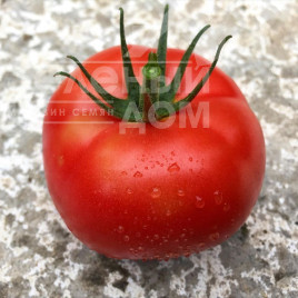 Насіння томатів Клад F1 / Klad F1,95 днів купити оптом і в роздріб в Україні за вигідною ціною
