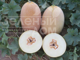 Насіння дині Емі (INX 1037) F1 / Amy (INX 1037) F1,75 днів купити оптом і в роздріб в Україні за вигідною ціною