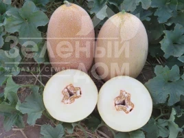 Насіння дині Емі (INX 1037) F1 / Amy (INX 1037) F1,75 днів купити оптом і в роздріб в Україні за вигідною ціною