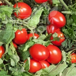 Семена томатов КС 520 F1 / KS 520 F1 купить оптом и в розницу в Украине по выгодной цене
