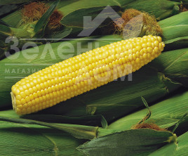 Насіння кукурудзи Спіріт F1 / Spirit F1,67 днів купити оптом і в роздріб в Україні за вигідною ціною