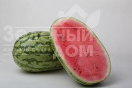 Насіння кавуна ЛС 1551 F1 / LS 1551 F1,62-65 днів купити оптом і в роздріб в Україні за вигідною ціною