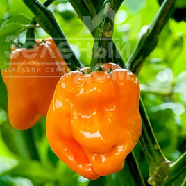 Насіння гіркого перцю 6001 F1 / 6001 F1, 60 днів купити оптом і в роздріб в Україні за вигідною ціною