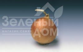 Цибуля ріпчаста Банко / Banko,115-120 днів купити оптом і в роздріб в Україні за вигідною ціною