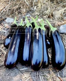 Семена баклажана Кардинал F1 / Kardinal F1, 57-60 дней купить оптом и в розницу в Украине по выгодной цене