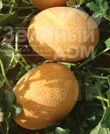 Насіння дині Нево F1 / Nevo F1,50-55 днів купити оптом і в роздріб в Україні за вигідною ціною