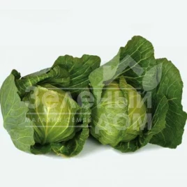 Семена капусты белокочанной Лауда F1 / Lauda F1, 42-46 дней купить оптом и в розницу в Украине по выгодной цене