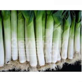 Лук порей Элефант / Elefant,140-150 дней купить оптом и в розницу в Украине по выгодной цене