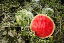 Насіння кавуна Кідман F1 / Kidman F1,65-70 днів купити оптом і в роздріб в Україні за вигідною ціною