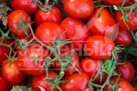 Семена томатов Фоккер F1 / Fokker F1,120-130 дней купить оптом и в розницу в Украине по выгодной цене