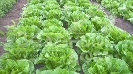 Семена салата Бацио / Bacio купить оптом и в розницу в Украине по выгодной цене