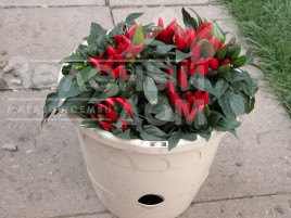 Насіння гіркого перцю Івона / Ivona купити оптом і в роздріб в Україні за вигідною ціною