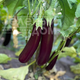 Насіння баклажанів Дар F1 / Dar F1, 55-60 днів купити оптом і в роздріб в Україні за вигідною ціною