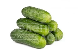 Семена огурцов Рубато F1 / Rubato F1 купить оптом и в розницу в Украине по выгодной цене