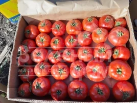 Семена томатов Свит Муссон F1 / Svit Musson F1, 60-68 дней купить оптом и в розницу в Украине по выгодной цене