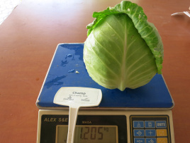 Насіння капусти білокачанної Чемп F1 / Champ F1,54 дні купити оптом і в роздріб в Україні за вигідною ціною