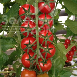 Насіння томатів Арома F1 / Aroma F1,100-105 днів купити оптом і в роздріб в Україні за вигідною ціною