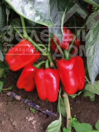 Насіння солодкого перцю Клерені F1 / Klarany F1 купити оптом і в роздріб в Україні за вигідною ціною