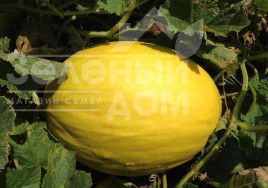 Насіння дині Бабор F1 / Babor F1,75 днів купити оптом і в роздріб в Україні за вигідною ціною