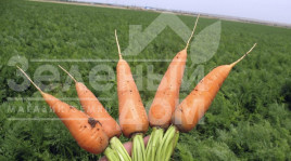 Насіння моркви Шантане Редкор / Shantane Redkor,100-110 днів (SAKATA) купити оптом і в роздріб в Україні за вигідною ціною