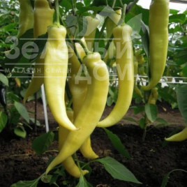 Насіння солодкого перцю Белорожець / Belorozhet,60-70 днів купити оптом і в роздріб в Україні за вигідною ціною