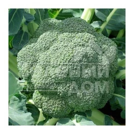 Семена капусты брокколи Стромболи F1 / Stromboli F1 купить оптом и в розницу в Украине по выгодной цене