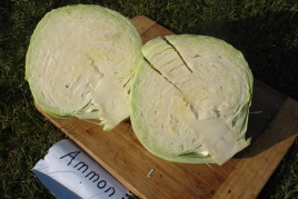 Насіння капусти білокачанної Аммон F1 / Ammon F1,125-135 днів купити оптом і в роздріб в Україні за вигідною ціною