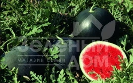 Семена арбуза Ред Стар F1 / Red Star F1,60-65 дней купить оптом и в розницу в Украине по выгодной цене
