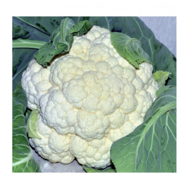 Насіння капусти цвітної Боділіс F1 / Bodilis F1,95-110 днів купити оптом і в роздріб в Україні за вигідною ціною