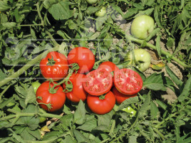 Насіння томатів Терра Котта F1 / Terra Cotta F1,65-70 днів купити оптом і в роздріб в Україні за вигідною ціною