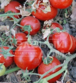 Семена томатов Бинго F1 / Bingo F1,100-105 дней купить оптом и в розницу в Украине по выгодной цене