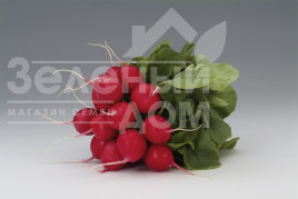 Насіння редису Мондіал F1 / Mondial F1,25-30 днів купити оптом і в роздріб в Україні за вигідною ціною