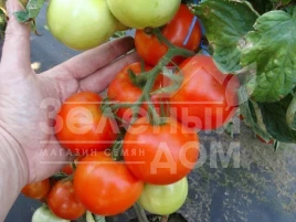 Семена томатов Палава F1 / Palava F1 купить оптом и в розницу в Украине по выгодной цене
