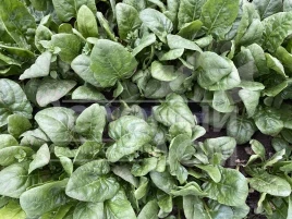 Семена шпината Тромбон F1 / Trombon F1 купить оптом и в розницу в Украине по выгодной цене