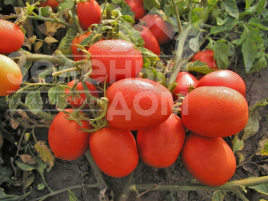 Насіння томатів Семалус F1 / Semalus F1,100-120 днів купити оптом і в роздріб в Україні за вигідною ціною