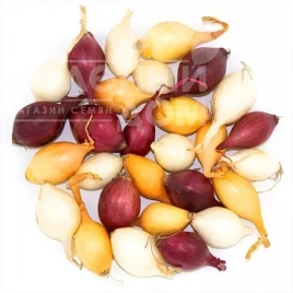 Лук репчатый Озимый лук на посадку (арпаж) купить оптом и в розницу в Украине по выгодной цене