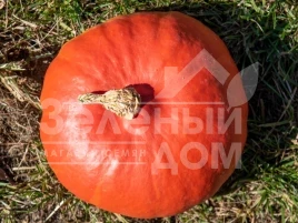 Семена тыквы Кенжи Кури F1 / Kenji Kuri F1 купить оптом и в розницу в Украине по выгодной цене