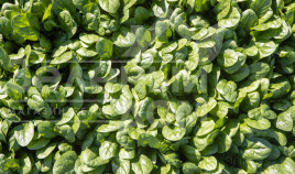 Насіння шпинату Тундра F1 / Tundra F1 купити оптом і в роздріб в Україні за вигідною ціною