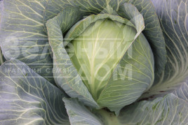 Насіння капусти білокачанної Гарантія F1 / Harantia F1,120-130 днів купити оптом і в роздріб в Україні за вигідною ціною
