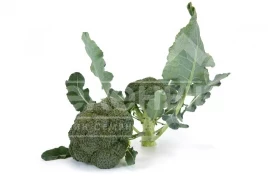 Семена капусты брокколи Викарио F1 / Vicario F1, 65-70 дней купить оптом и в розницу в Украине по выгодной цене