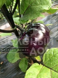 Семена баклажана Джаз F1 / Dzhaz F1, 70 дней купить оптом и в розницу в Украине по выгодной цене