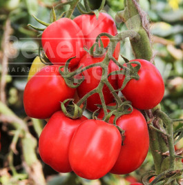 Насіння томатів ЛС 1412 F1 / LS 1412 F1,100 днів купити оптом і в роздріб в Україні за вигідною ціною