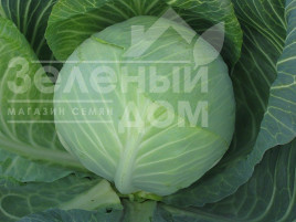 Насіння капусти білокачанної Анкома F1 / Ancoma F1,120-130 днів купити оптом і в роздріб в Україні за вигідною ціною