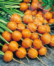 Насіння моркви Рондо / Rondo,80 днів купити оптом і в роздріб в Україні за вигідною ціною