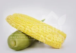 Семена кукурузы Фрагман F1 / Fragman F1, 76-80 дней купить оптом и в розницу в Украине по выгодной цене